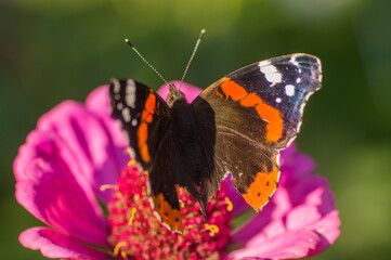 Flower with a butterfly in the garden in summer