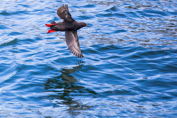 Pigeon Guillemot Banks Over Clear Puget Sound Water
