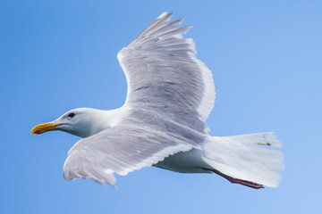 Glaucous-Winged Gull on a Fly By
