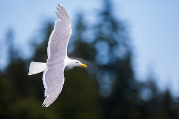 Glaucous-Winged Gull on a Fly By
