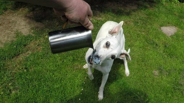 White whippet dog drinks milk poured from a jug. 