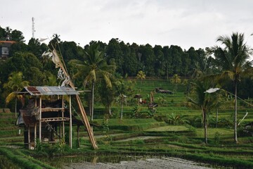 Fototapeta na wymiar the vast rice terraces that stretch for miles in Bali