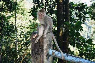 wild monkey sitting alongside a busy road in Bali