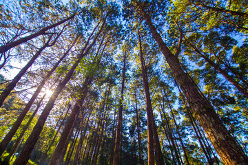Pine tree forest morning sunrise sky background look up view