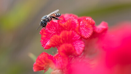 bee on pink flower
