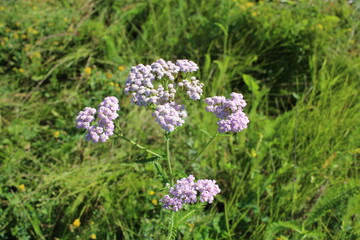 blooming pink flower plants in summer in the grass