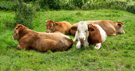 Young brown cows are lying relaxed in the grass. A lovely scene.