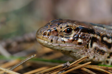 Close up of a lizard's head, macro photo of a sand lizard (Lacerta agilis)