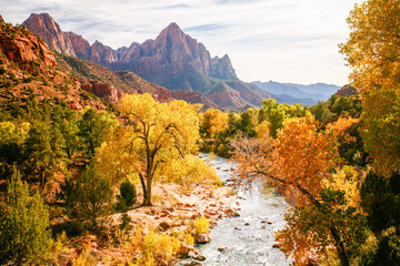 The Virgin River in Zion National Park during the fal season.  Trees showing fall colors line the river.