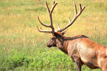 Bull Elk soaking up the early morning sunlight in a mountain ravine 