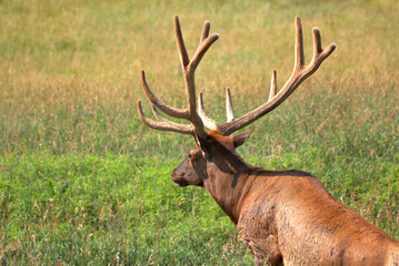 Naklejka na ściany i meble Bull elk with a full set of antlers in late spring in a mountain meadow