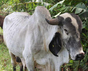 Toro semental 