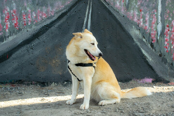 dog on the street 