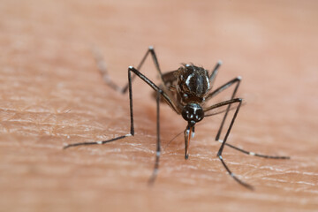 Aedes aegypti Mosquito. Close up a Mosquito sucking human blood,