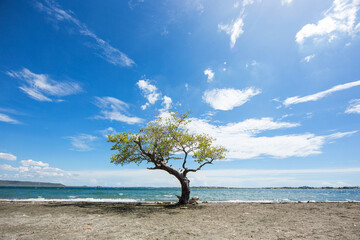 Lonely green tree on the coast of sea beach. Beauty and tranquility of nature. Amazing relaxing landscape with blue sky