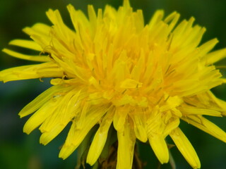 Dandelion