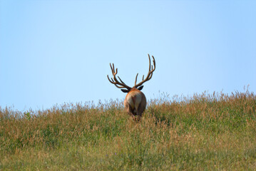 Rays of the sun on the back of a bull elk waling thru tall mountain meadow grass