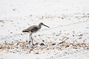 Willet at the Beach