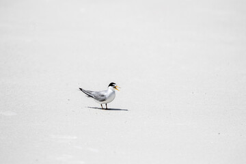 Least Tern at the Beach