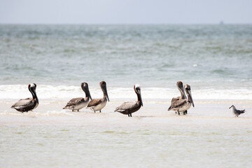 Brown Pelicans at the Shore
