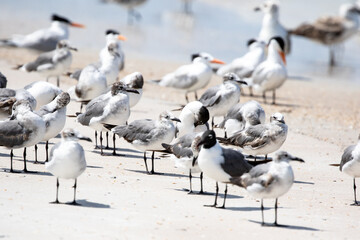 Seagulls at the Beach