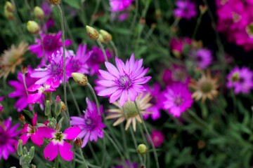 Obraz premium field flowers purple in summer in the meadow
