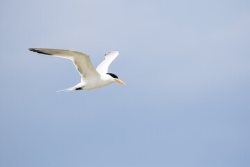 Fototapeta na wymiar Least Tern in Flight