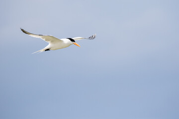 Least Tern in Flight