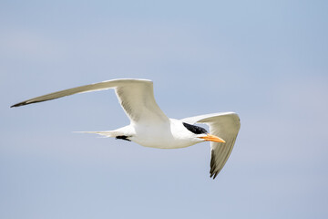 Fototapeta na wymiar Least Tern in Flight