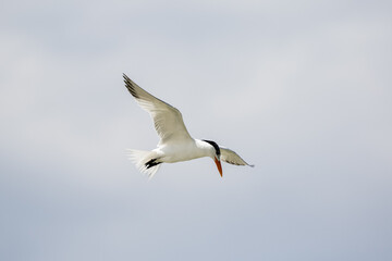 Least Tern in Flight