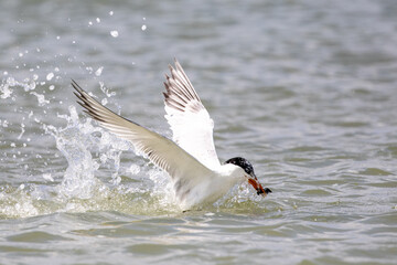 Least Tern Fishing