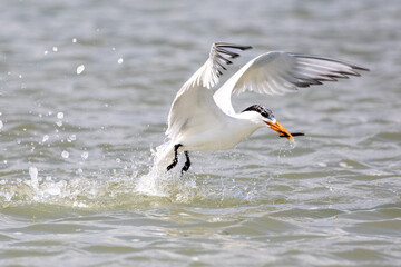 Least Tern Fishing