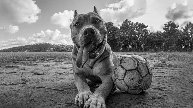 pitbull monster