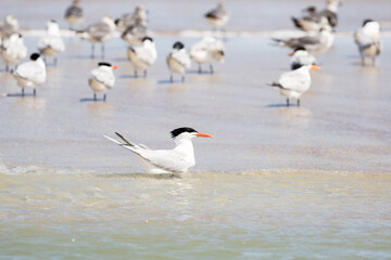 Least Tern at the Beach