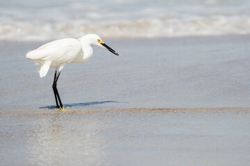 Snowy Egret with Fish