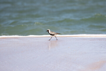 Breeding Male Black-Bellied Plover