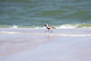 Breeding Male Black-Bellied Plover
