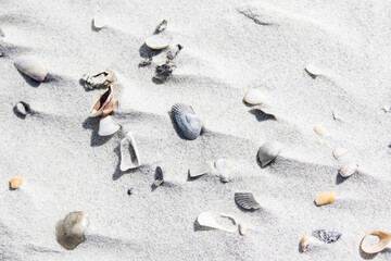 Shells on a Florida Beach