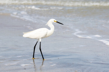Snowy Egret at the Beach