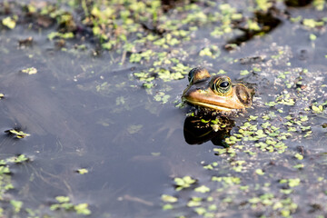 Pig Frog in the Wetland