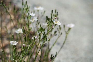 white wild asters in the park flowers close up