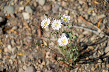 white wild asters flowers close up