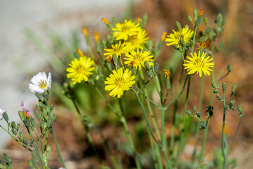 yellow field aster, flower close up