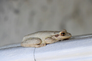 Cute Gray Green Frog Resting on a Downspout Gutter Outside