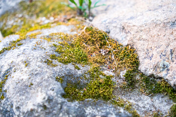Green moss on old concrete floor