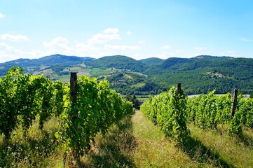 vineyard in italy