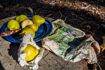 still life with pears and printed cloth map on tree stump in forest