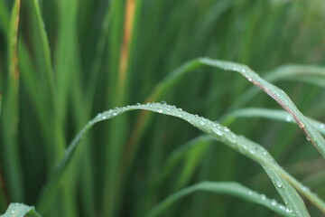Fototapeta na wymiar close up of grass