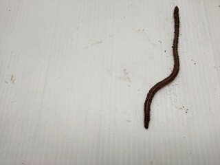 Earthworms on a white ground