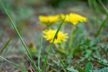 midge crawling on a leaf against the background of dandelions